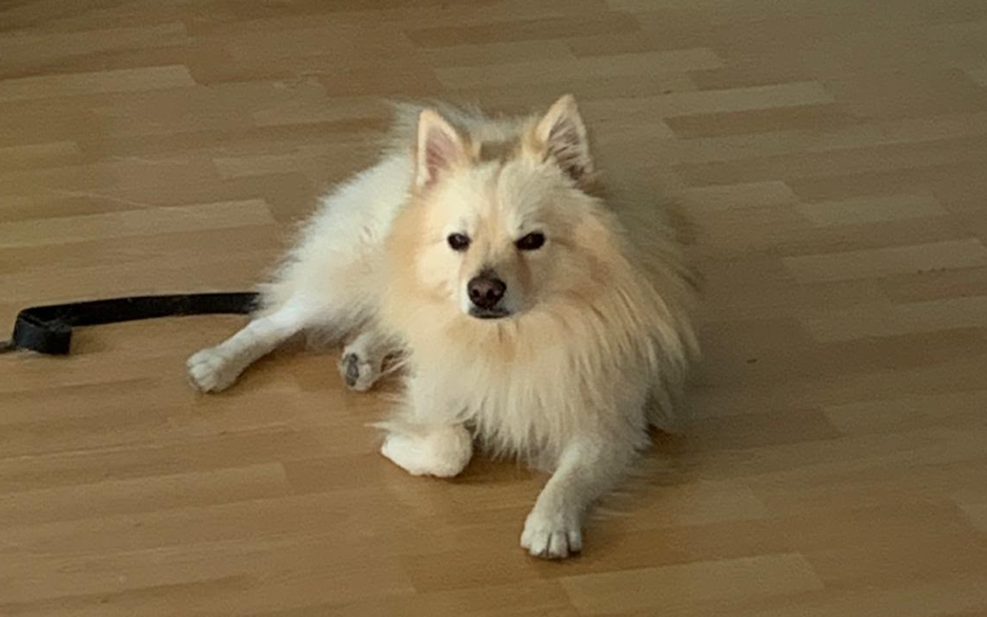 hundehilfedeutschland-tiereunterstuetzen-hilfefuerbenchy5